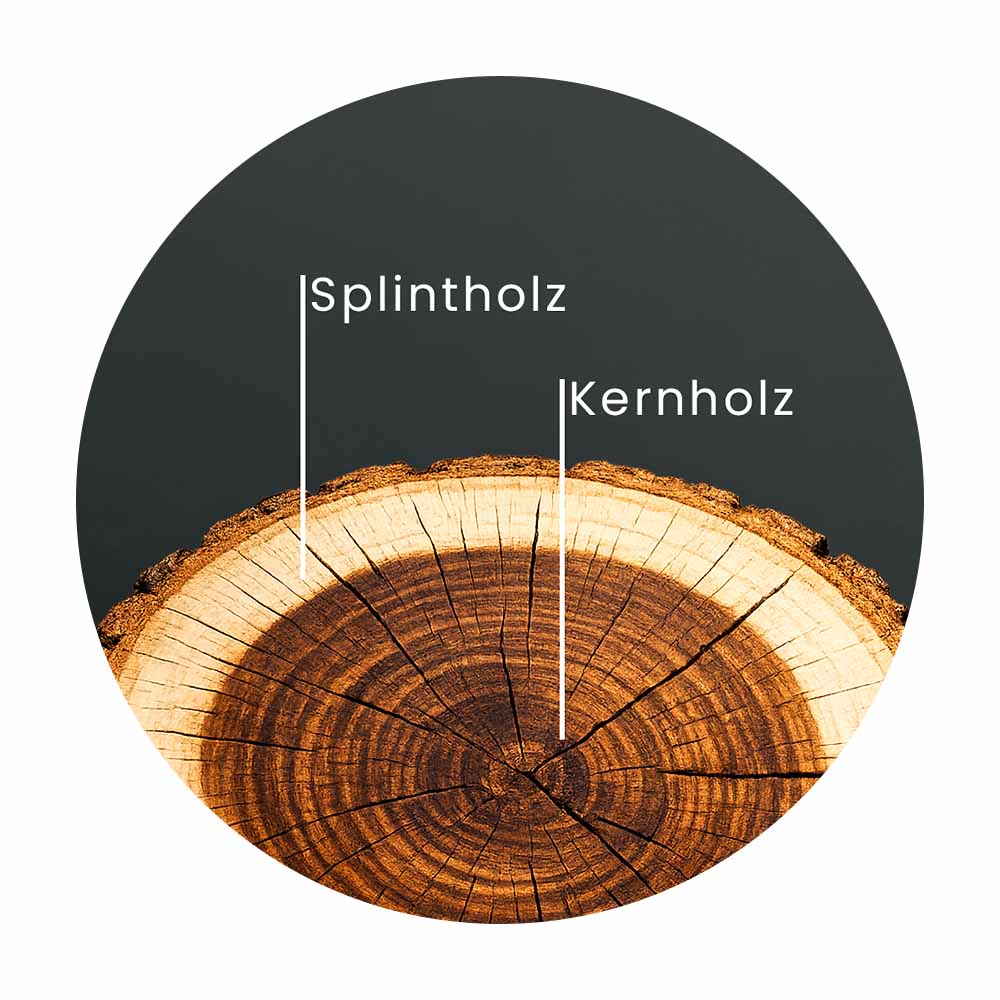 Holzquerschnitt mit Kernholz und Splintholz – natürliche Farbunterschiede