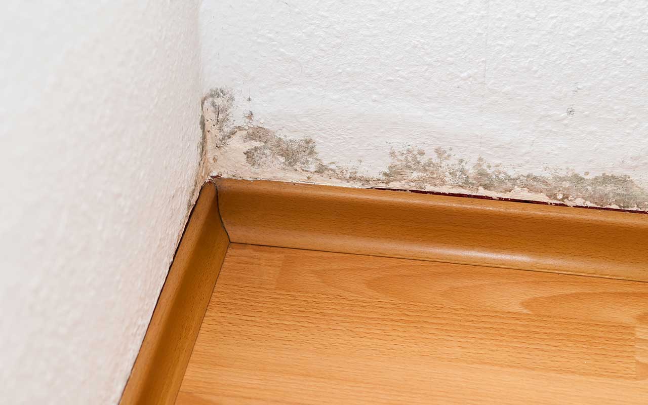 Schimmelbefall an der Wand oberhalb einer Sockelleiste durch Feuchtigkeit.